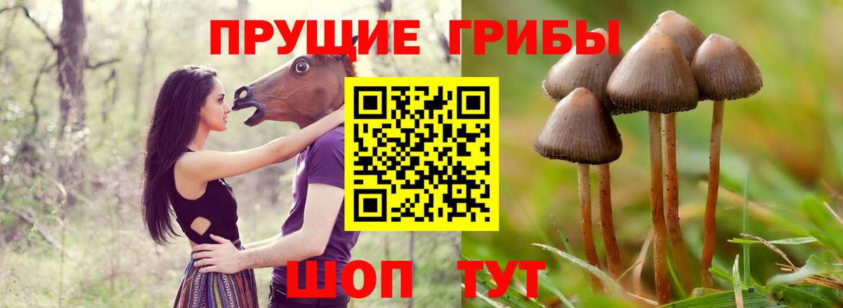Псилоцибиновые грибы Cubensis  Вход с VPN  Сертолово  Галлюциногенные грибы GOLDEN TEACHER 